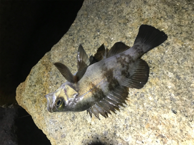 極寒メバリング