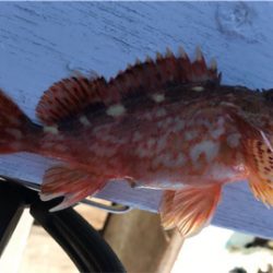 天気はいいのにょ