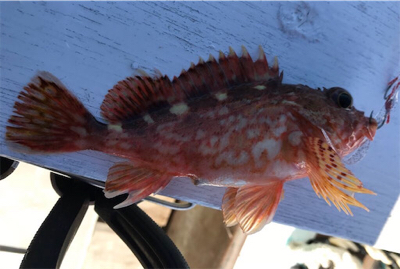 天気はいいのにょ