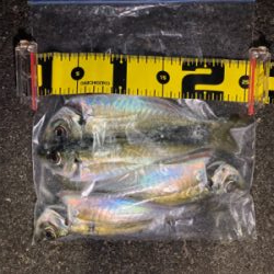 2021 やっと釣り初め