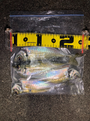 2021 やっと釣り初め