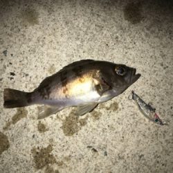 今年初フィッシュ！