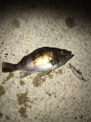 今年初フィッシュ！