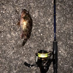 メバリングのはずが