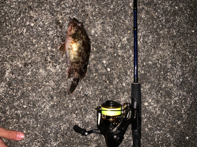 メバリングのはずが