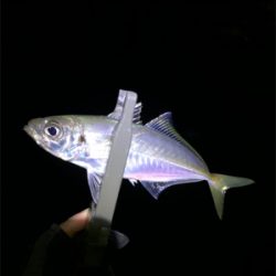 アジが良く釣れました