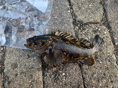 シーバス、タケノコゲット