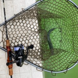 エリアトラウト  ボトムスプール