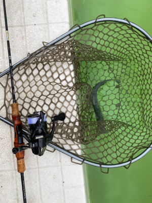 エリアトラウト  ボトムスプール