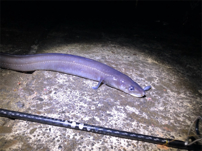 アジングのゲスト