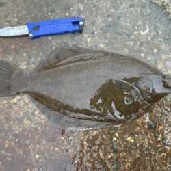 淡路島コブダイ狙い