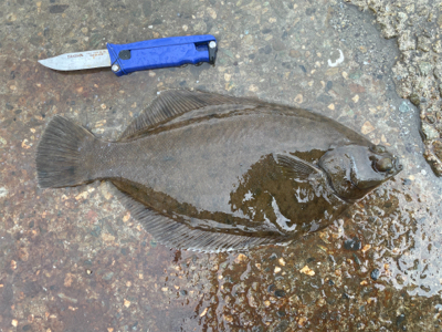 淡路島コブダイ狙い