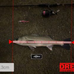 久々シーバスゲーム（自粛散歩編）