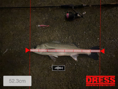 久々シーバスゲーム（自粛散歩編）