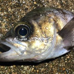 漁港内メバリング