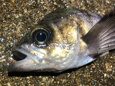 漁港内メバリング