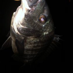 少し活性上がってる?