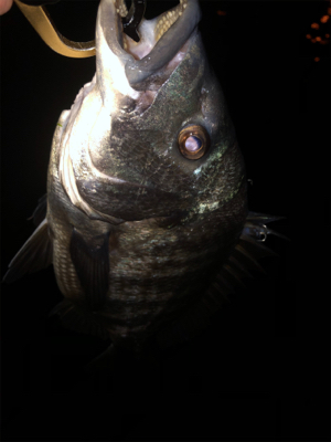 少し活性上がってる?