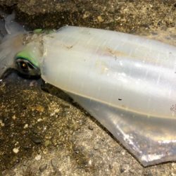 潮の流れ〜に身をまーかせ〜♬