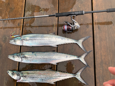 まだサゴシさん居ます