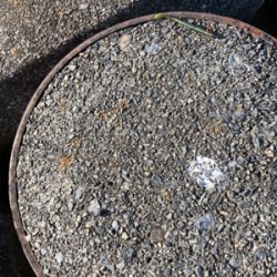 今年初フィッシュ