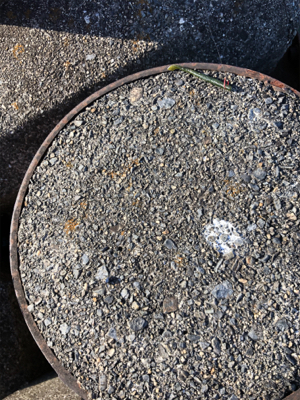 今年初フィッシュ