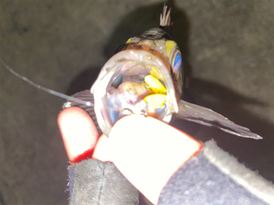 短時間ライトゲーム