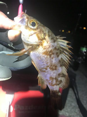 ボトムメバリング