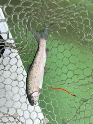 短時間トラウト