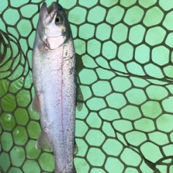 エリアトラウト