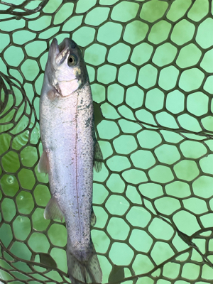 エリアトラウト