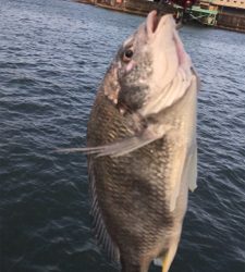 今日もキビレ好調