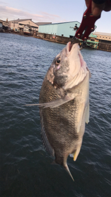 今日もキビレ好調