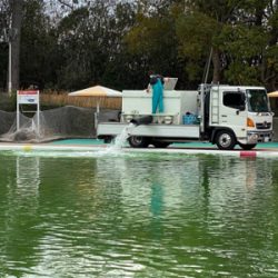 服部緑地で放流魚を釣りました。