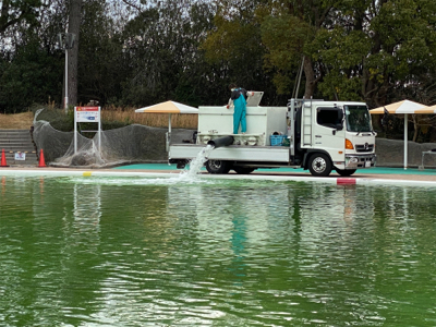 服部緑地で放流魚を釣りました。