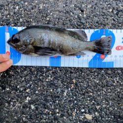 アジング、メバリング