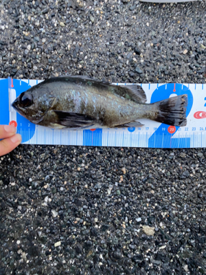 アジング、メバリング