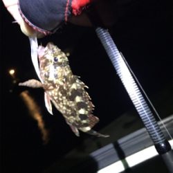 癒しのガッシー