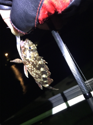 癒しのガッシー