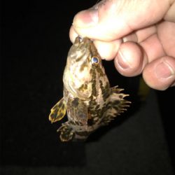 ガシラ、タケノコ