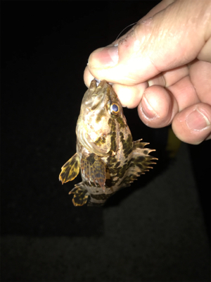 ガシラ、タケノコ