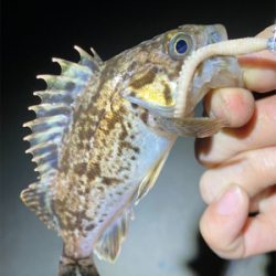 常夜灯プラッギング