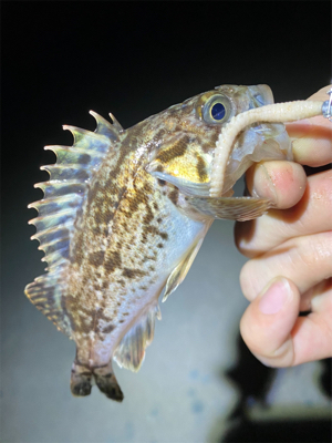 常夜灯プラッギング