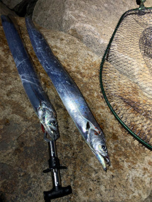 ミノーでタチウオ