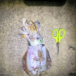 アオリヤエンでゲット