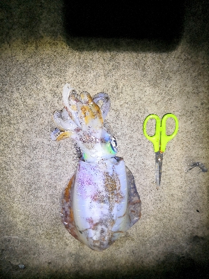 アオリヤエンでゲット