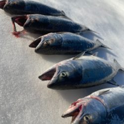 今シーズン初戦&開花