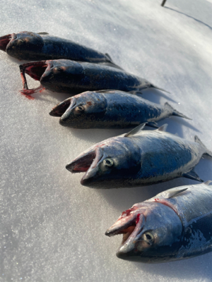 今シーズン初戦&開花