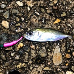 カサゴと豆アジ