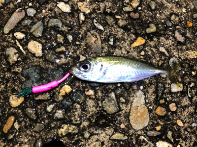 カサゴと豆アジ